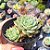 Graptoveria margarete repin - PT 9 - Imagem 2