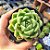 Echeveria Green Jelly - PT 9 - Imagem 1
