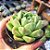 Echeveria Green Jelly - PT 9 - Imagem 2