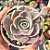 Echeveria Lotus - PT 9 - Imagem 1