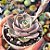 Echeveria Lotus - PT 9 - Imagem 2