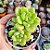 Sedum shangrila - PT 9 - Imagem 1