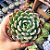 Echeveria Sittifukumiana - PT 9 - Imagem 1