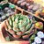 Echeveria Sittifukumiana - PT 9 - Imagem 2