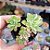 Aeonium castelo paivae variegata - PT 6 - Imagem 1