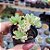 Aeonium castelo paivae variegata - PT 6 - Imagem 2