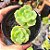 Echeveria Nicksana - PT 9 - Imagem 1