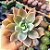 Echeveria Water lily - PT 9 - Imagem 1