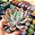 Echeveria Water lily - PT 9 - Imagem 2