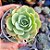 Echeveria lemon lime - PT 9 - Imagem 1