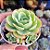 Echeveria lemon lime - PT 9 - Imagem 2