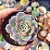 Echeveria Laulensis (Azulita) - PT 8 - Imagem 1