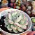 Echeveria Sitifuku no bara - PT 9 - Imagem 2