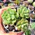 Echeveria tencho agua blanca - PT 9 - Imagem 1