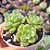 Echeveria tencho agua blanca - PT 9 - Imagem 2