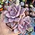 Graptoveria Debbie - PT 9 - Imagem 1