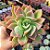 Echeveria Golden Glow - PT 9 - Imagem 1