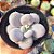 Pachyphytum oviferum (pedra da lua) - PT 9 - Imagem 1