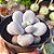 Pachyphytum oviferum (pedra da lua) - PT 9 - Imagem 2