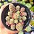 Sedum Versadense - PT 9 - Imagem 1
