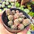 Sedum Versadense - PT 9 - Imagem 2