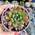 Echeveria Frida kahlo - PT 9 - Imagem 1