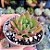 Echeveria Frida kahlo - PT 9 - Imagem 2
