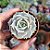 Echeveria Lola - PT 6 - Imagem 1