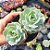 Echeveria Gloria - PT 9 - Imagem 1