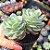 Echeveria Gloria - PT 9 - Imagem 2