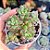 Echeveria Macdougalli - PT 9 - Imagem 1