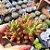 Sedum Orange dreams - PT 9 - Imagem 2