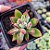 Echeveria Pulvinata ruby - PT 9 - Imagem 1