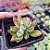 Echeveria Pulvinata ruby - PT 9 - Imagem 2