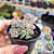 Echeveria Querencia - PT 6 - Imagem 2