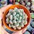 Echeveria Blue feather - PT 9 - Imagem 1