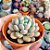 Echeveria Blue feather - PT 9 - Imagem 2