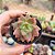 Sedum California Sunset - PT 9 - Imagem 1