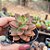 Sedum California Sunset - PT 9 - Imagem 2