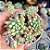 Sedum Pissaia - PT 9 - Imagem 1