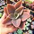 Echeveria Metalica Rosa - PT 9 - Imagem 1