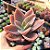 Echeveria Metalica Rosa - PT 9 - Imagem 2