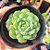 Echeveria Dorete - PT 9 - Imagem 1