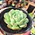 Echeveria Dorete - PT 9 - Imagem 2