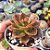 Echeveria Melaco - PT 9 - Imagem 2