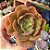 Echeveria Painted frills - PT 9 - Imagem 1