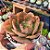 Echeveria Painted frills - PT 9 - Imagem 2