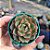 Echeveria Agita rose - PT 6 - Imagem 1