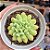 Echeveria Irish mint - PT 9 - Imagem 1