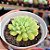 Echeveria Irish mint - PT 9 - Imagem 2